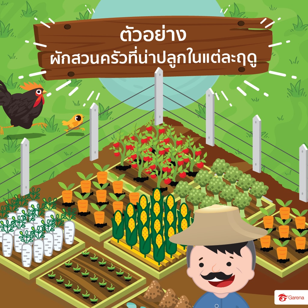 infographic: ผักสวนครัว (6)