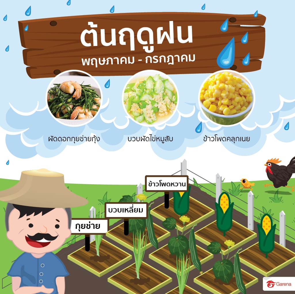 infographic: ผักสวนครัว (4)