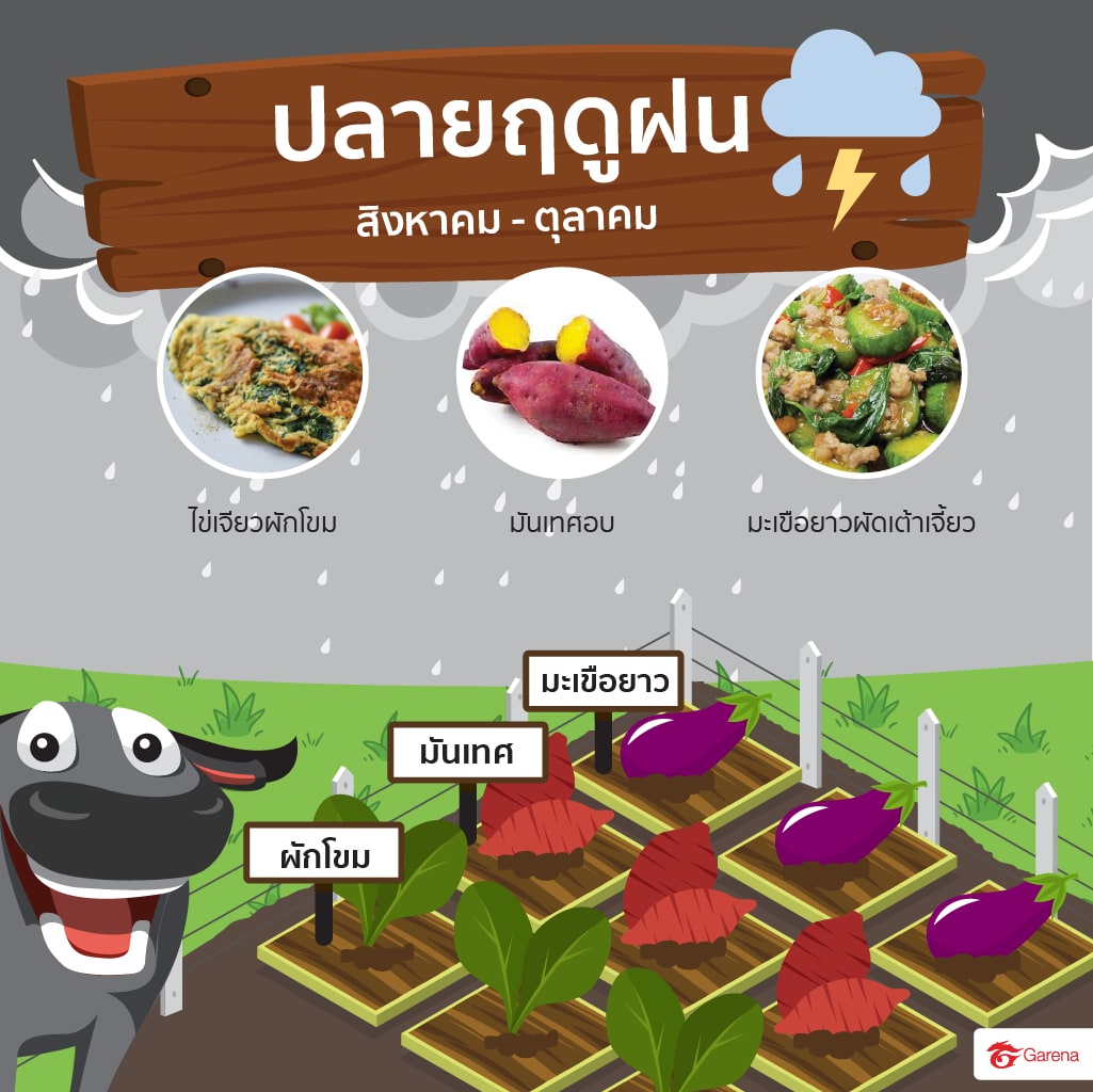 infographic: ผักสวนครัว (3)